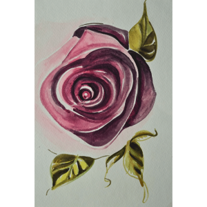 Dark Plum Rose_