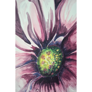 Plum Gerbera Daisy Upclose